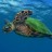 Hawksbill Turtles