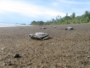 baby on beach