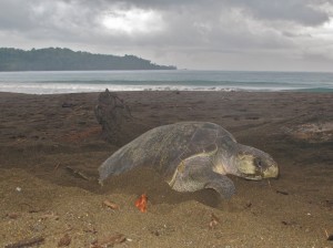 hawksbill