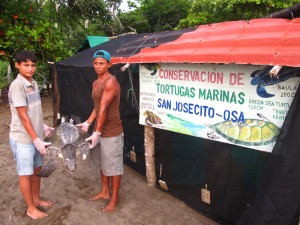 turtle nursery