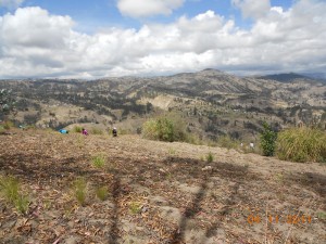 Reforestation Area