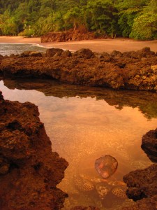 hawksbill lagoon