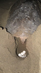 A female laying her eggs on our beach