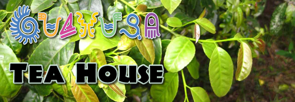 Guayusa Tea House