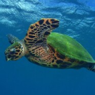 Hawksbill Turtles