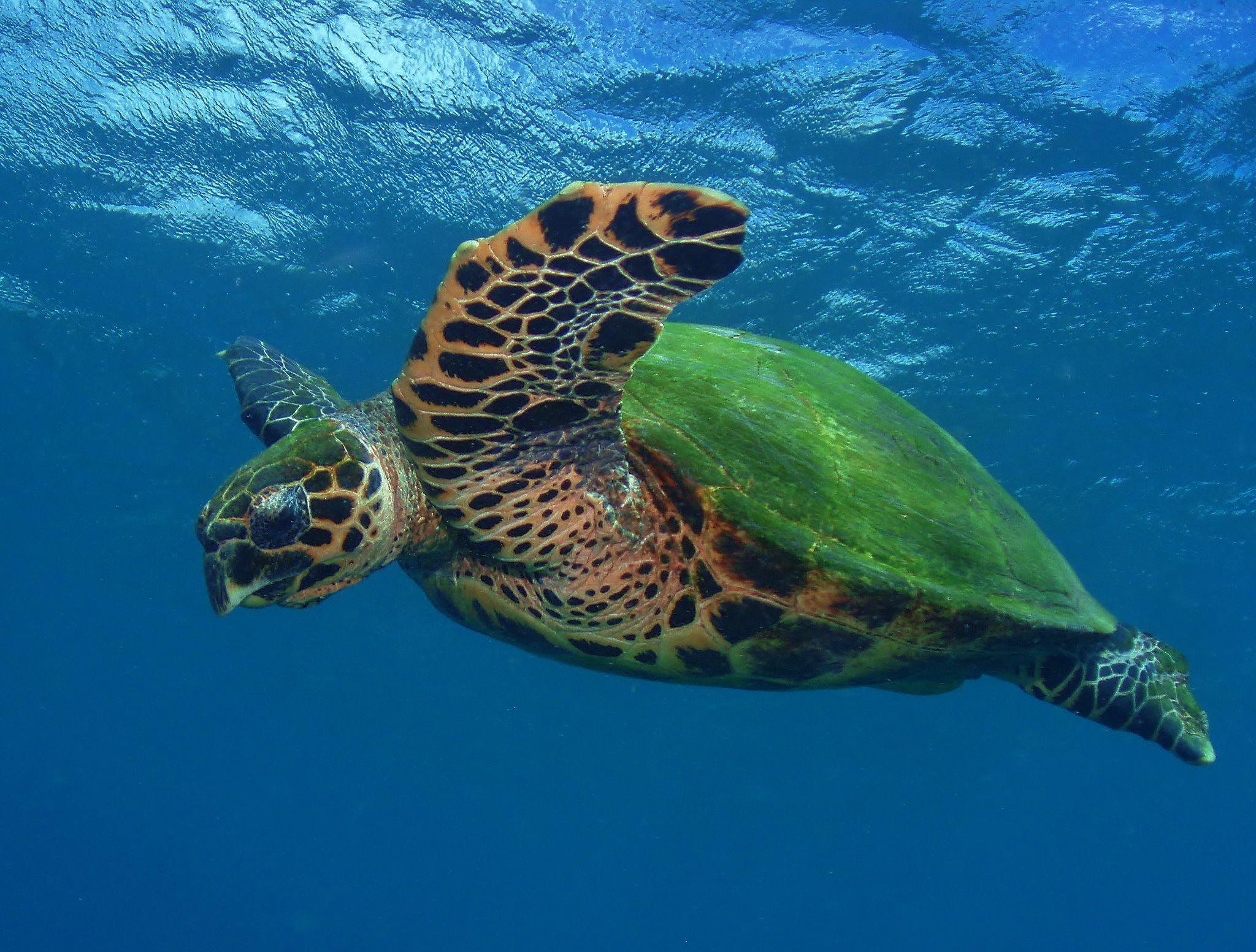 A critically Endangered Hawksbill Turtle