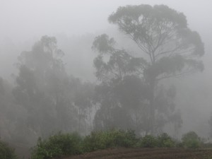 Trees Capture Water Vapor 